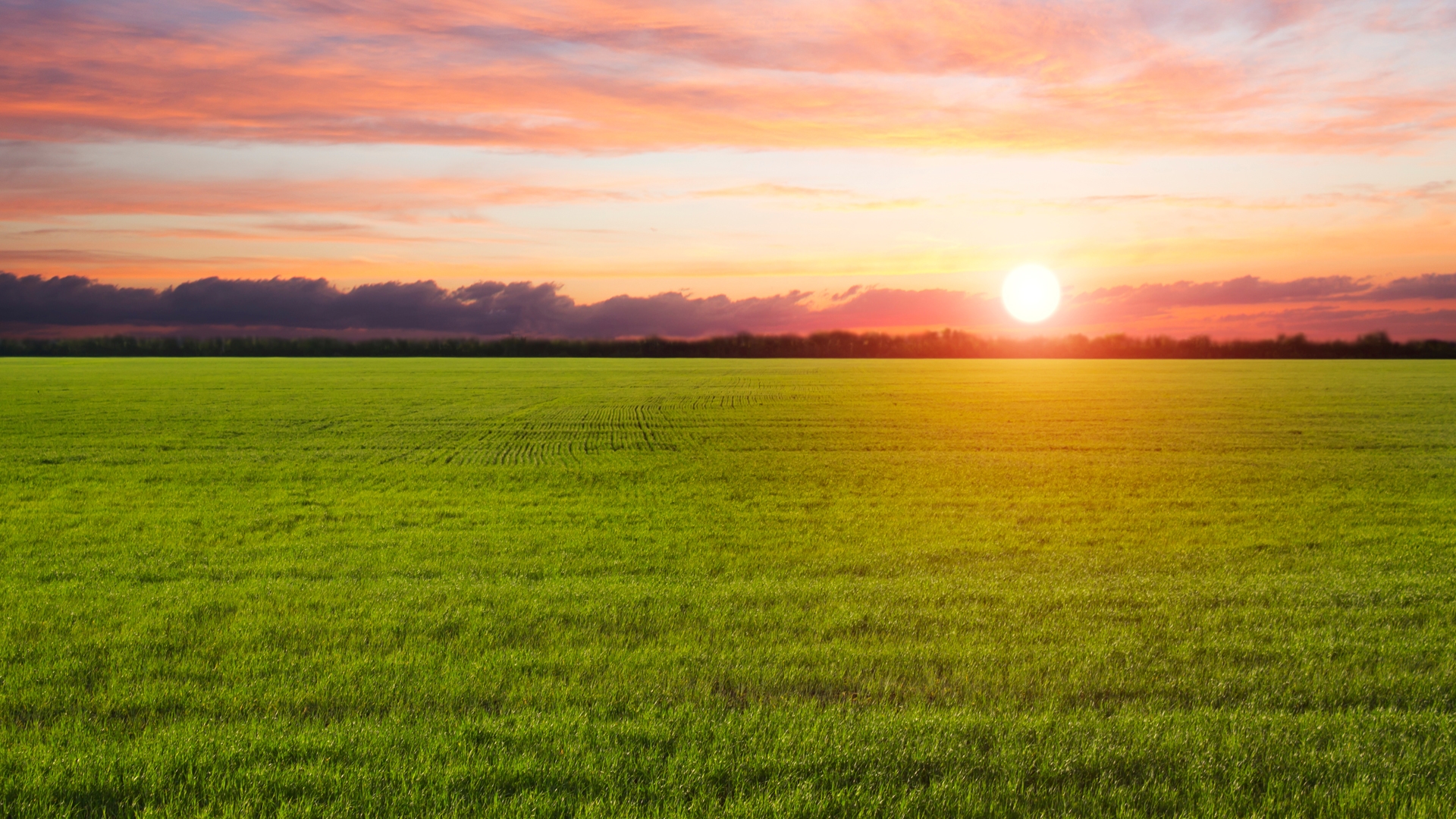 Sunset over the green field